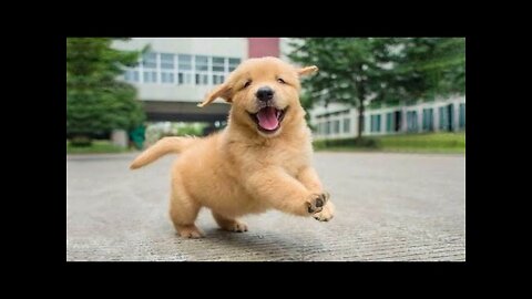 Funniest & Cutest Golden Retriever Puppies - 30 Minutes of Funny Puppy Videos 2022
