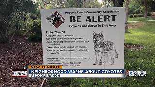 Las Vegas neighborhood taking coyotes seriously