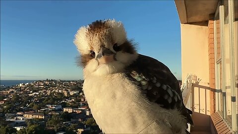 "Kookaburra Chronicles: A Hilarious Encounter and the Question – Are You Filming Me?"