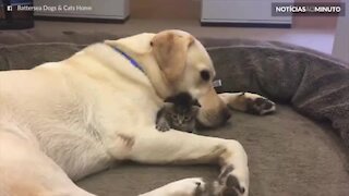 Labrador e gatinho abandonados formam uma linda amizade