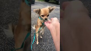 Baby Chihuahua learns new trick #shorts #chihuahua