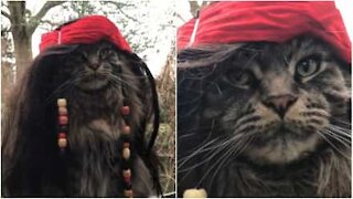 La nuova stella dei 'Pirati dei Caraibi' è un gatto!