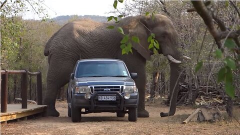 MOST AMAZING ELEPHANT ENCOUNTER (S. AFRICA)