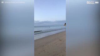 Cães perseguem canguru em praia Australiana