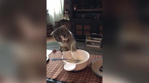 "Cat Drinks Milk Off Her Paw"