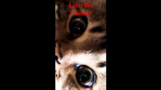 Kitten Demonstrates proper? litter training!