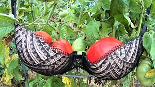 Husband Discovers Wife's Very Unusual Gardening Hack