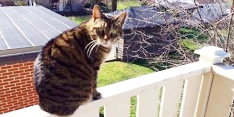 A cat prevents a baby from going up to the balcony of the building