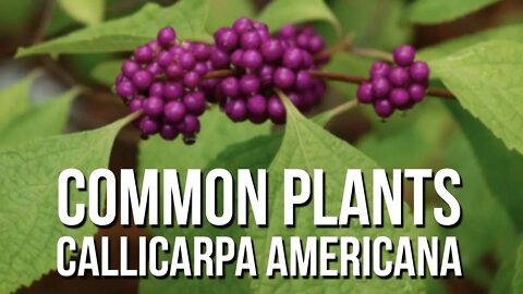 Common Plants: Beautyberry (Callicarpa Americana)