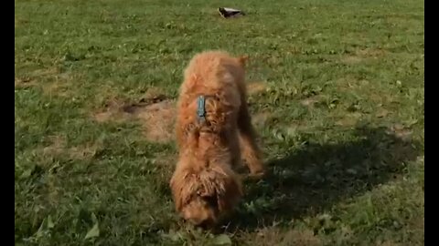 Cute Labradoodle And Rescue Play With Backpack in Park