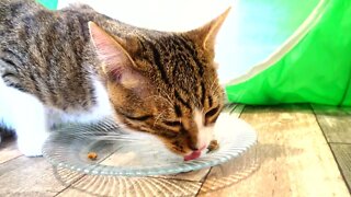 Little Cat Eats His Food