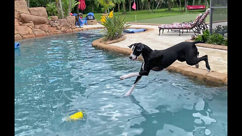 Happy Great Dane Pup Practices Diving With Her Piggy Friend