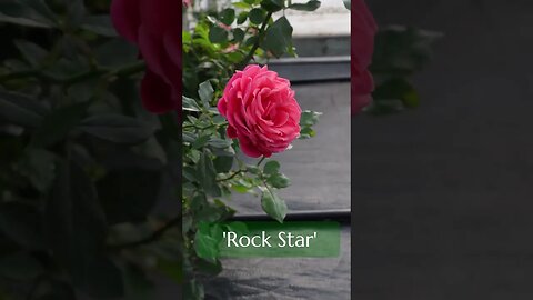 Mini Roses for a Longer Bloom Season