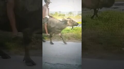 Carabao in Rice Field in Philippines #carabao #ricefields #philippines