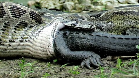 Python kills and eats crocodile