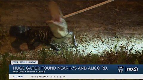 Deputies find huge alligator on Aliico Road