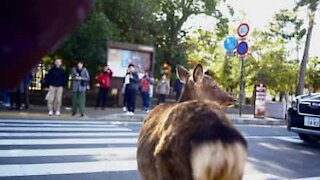 Deer waits for green light to cross the street