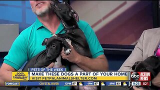 Pets of the week: Three cute 3-month-old puppies each need a forever home
