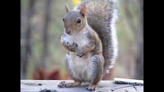 Esquilo flagrado comendo asas de frango em Rhode Island