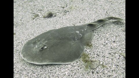 giant electric stingray