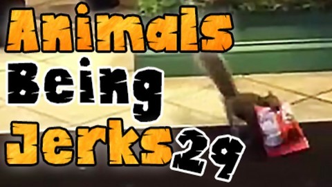 Animals Being Jerks #29