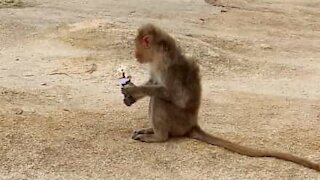 Un singe coquin chaparde une glace