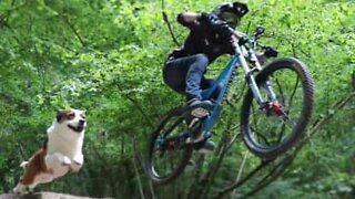 Dog accompanies owner on epic bicycle descent!