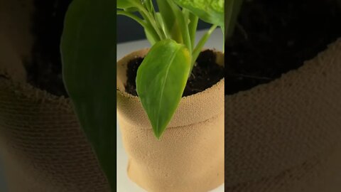 Realistic 3D Printed Burlap Plant Pot #shorts