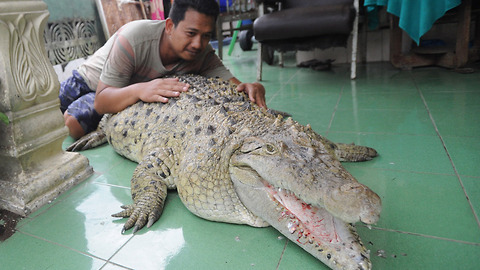 This Guy Has Adopted A Crocodile That Is Now A Member Of The Family