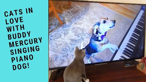 Cats In Love With Buddy Mercury The Singing Piano Dog | Buddy Is Their Rock Idol