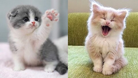 The Cutest Baby Cats Compilation