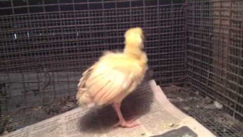 Screaming peachick (peacock) attacks, Mr. Peacock And Friends