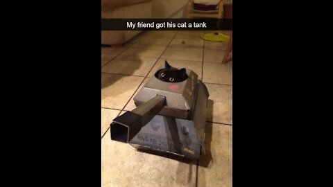 Funny CATS ✪