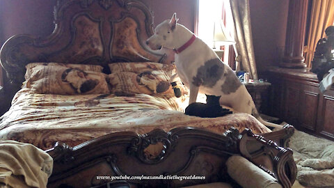 Funny Great Dane Climbs Over Cat To Get Comfy In Bed