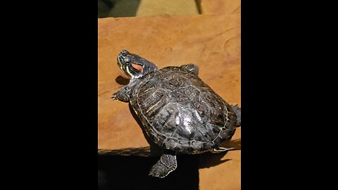 Tranquil Koi Pond Turtle and Turtle Care PSA