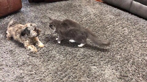 Dog and cat wrestling match is the cutest thing you'll see today
