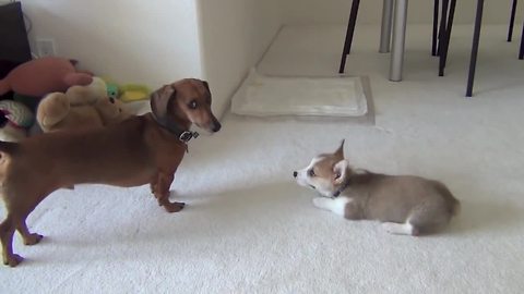 Dachshund totally ignores playful corgi puppy