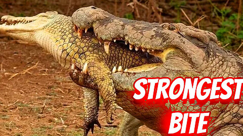 THE STRONGEST BITES IN THE ANIMAL KINDOMS!