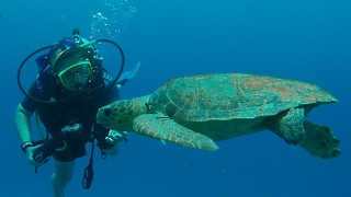 Incredible interaction between diver and sea turtle