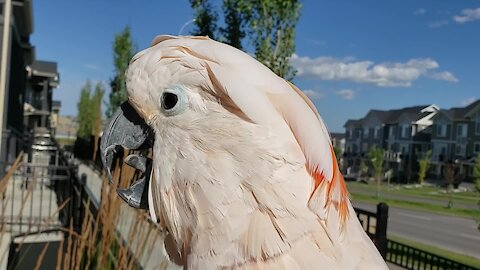 Confused cockatoo clucks like a chicken