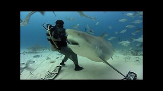 Sharks Under Water - Amazing View