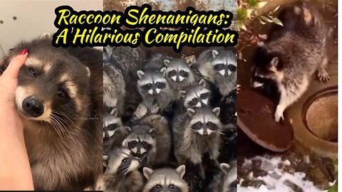 Raccoon Shenanigans: A Hilarious Compilation