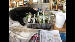 Planting on Tomatoes