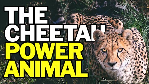 The Cheetah Power Animal