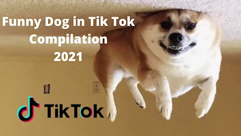 Funny and Cute Dog Tik Tok Compilations | Funny Dog