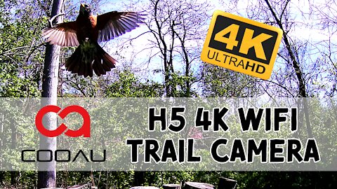 Cooau H5 4K WiFi Trail Camera - Full Review | Setup | Samples