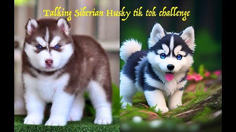 Talking Siberian Husky | Cute Funny Pets Videos
