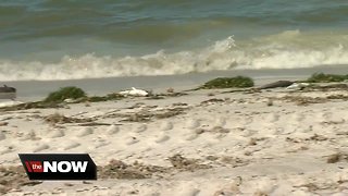 More dead fish reported along Pinellas County beaches