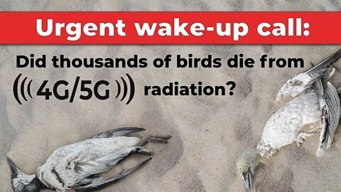 Urgent wake-up call: Did thousands of birds die from 4G/5G radiation? | www.kla.tv/23536
