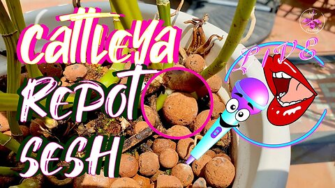 Cattleya with a 95% Dead Root System | What went Wrong | How to avoid loosing roots #ninjaorchids